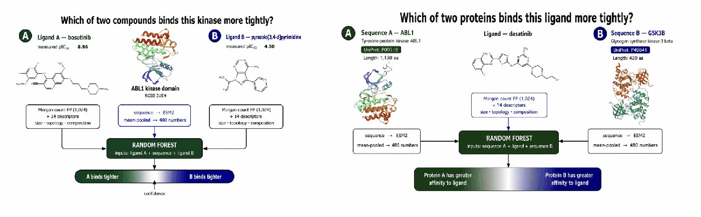 Kinase Foundation Model version 2: the potency model ranking two compounds against one kinase, and the selectivity model ranking two kinases for one compound